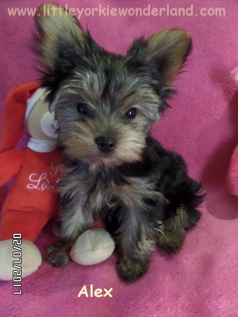 AKC Baby doll face Yorkie Puppy for sale
