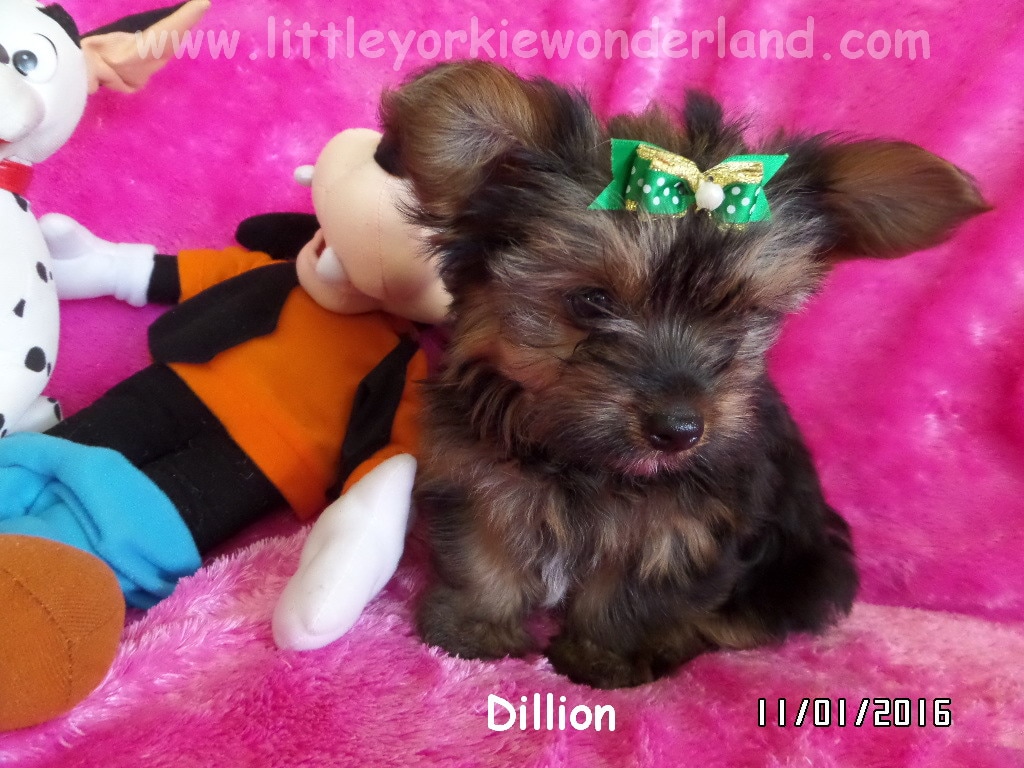 Yorkie puppy : Dillion